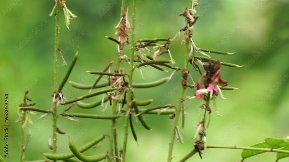 Indigofera Zollingeriana (Also called tarum, nila). In Indonesia, the Sundanese use Indigofera tinctoria (known locally as tarum or nila) as dye for batik Indigofera Zollingeriana (Also called tarum, nila). In Indonesia, the Sundanese use Indigofera tinctoria (known locally as tarum or nila) as dye for batik
