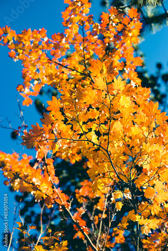 Yellow autumn leaves background with a turquoise blue sky