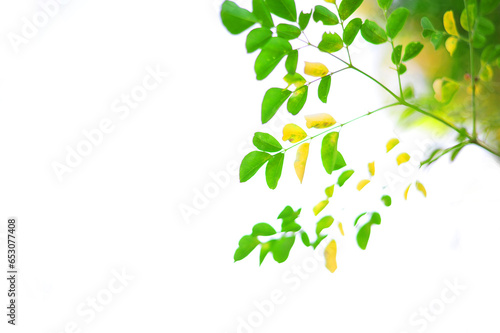  leaves and white background