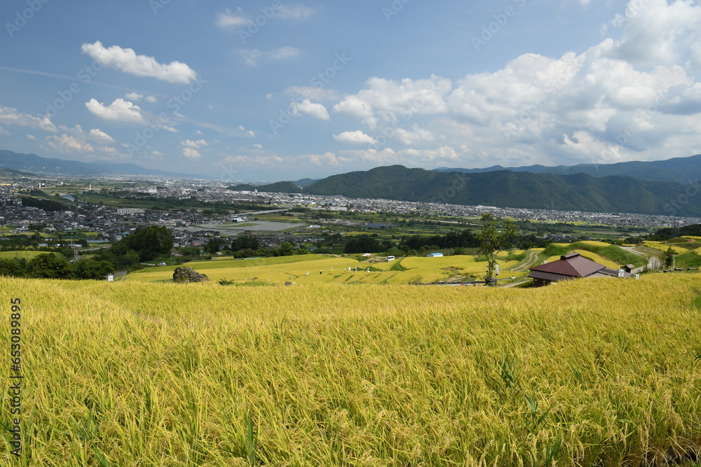 秋の棚田の風景