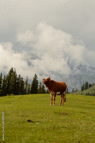 Cow grazing in lush green meadows and mountains of Kashmir, India