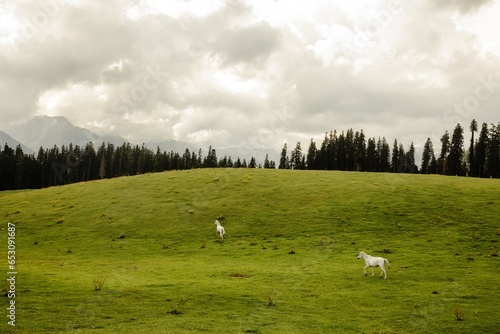 Horses running in lush green meadows at Bhaj Margi, Kashmir, India