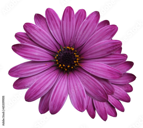 pink daisy isolated on white