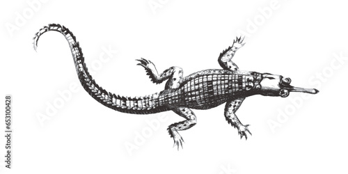 Gharial (Gavialis gangeticu...