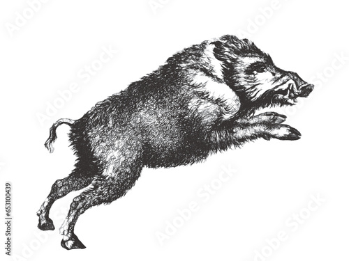 Boar (Sus scrofa). Doodle s...