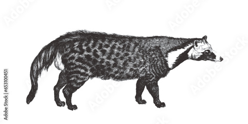 Civet (Civettictis civetta)...