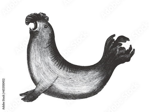 Southern elephant seal (Mirounga leonina). Doodle sketch. Vintage vector illustration.