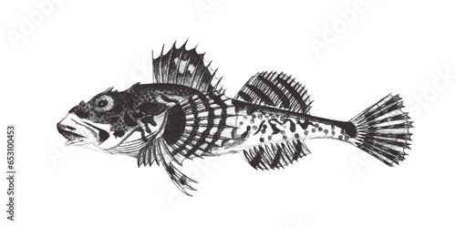 Shorthorn sculpin (Myoxocep...