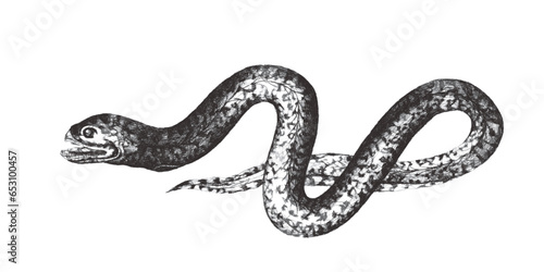 Marbled swamp eel (Synbranchus marmoratus). Doodle sketch. Vintage vector illustration.