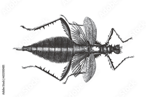 Wood nymph (Heteropteryx dilatata), Doodle sketch. Vintage vector illustration.
