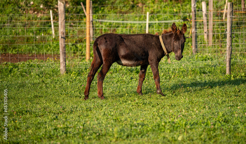 Donkeys on the farm.  © gljivec