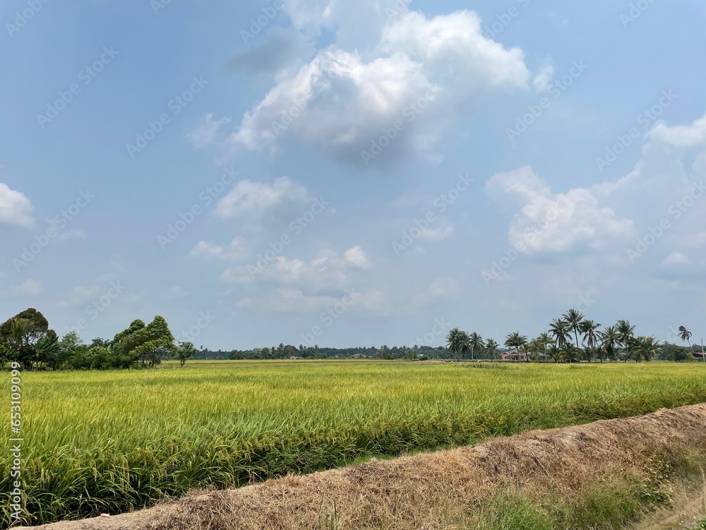 Fototapeta premium field of wheat