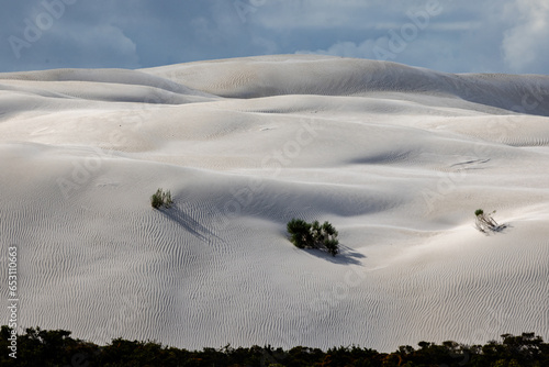 Fototapeta Naklejka Na Ścianę i Meble -  Sand Dunes in Yanchep national Park, Cervantes Western Australia