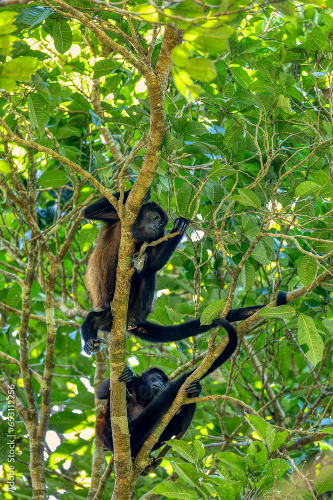 Mantled howler (Alouatta palliata) or golden-mantled howling monkey roars hanged on tree, Curu Wildlife Reserve, Costa Rica wildlife