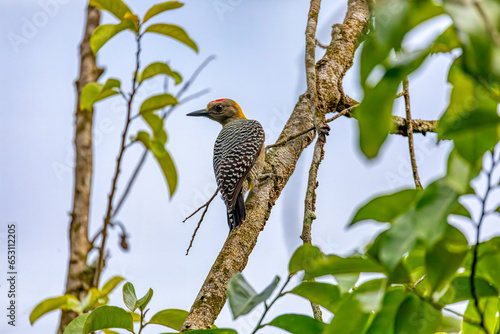 Hoffmann's woodpecker (Melanerpes hoffmannii) is a species of bird in subfamily Picinae of the woodpecker family Picidae. Curu Wildlife Reserve, Wildlife and birdwatching in Costa Rica. photo
