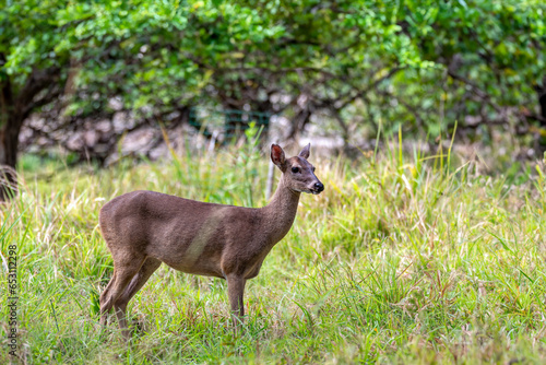 White-tailed deer  Odocoileus virginianus   also known commonly as the whitetail and the Virginia deer. Curu Wildlife Reserve  Costa Rica wildlife