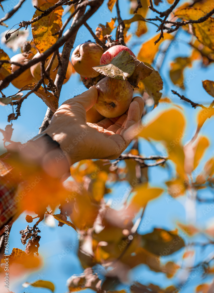 Older man picking up apples and enjoying the taste.