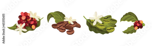Coffee Tree Branches with Green Leaves and Berry Vector Set
