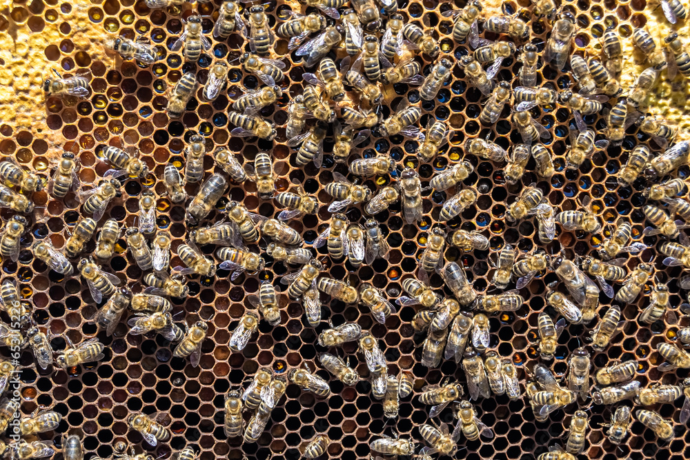 Abstract hexagon structure is honeycomb from bee hive filled Abstract hexagon structure is honeycomb from bee hive filled