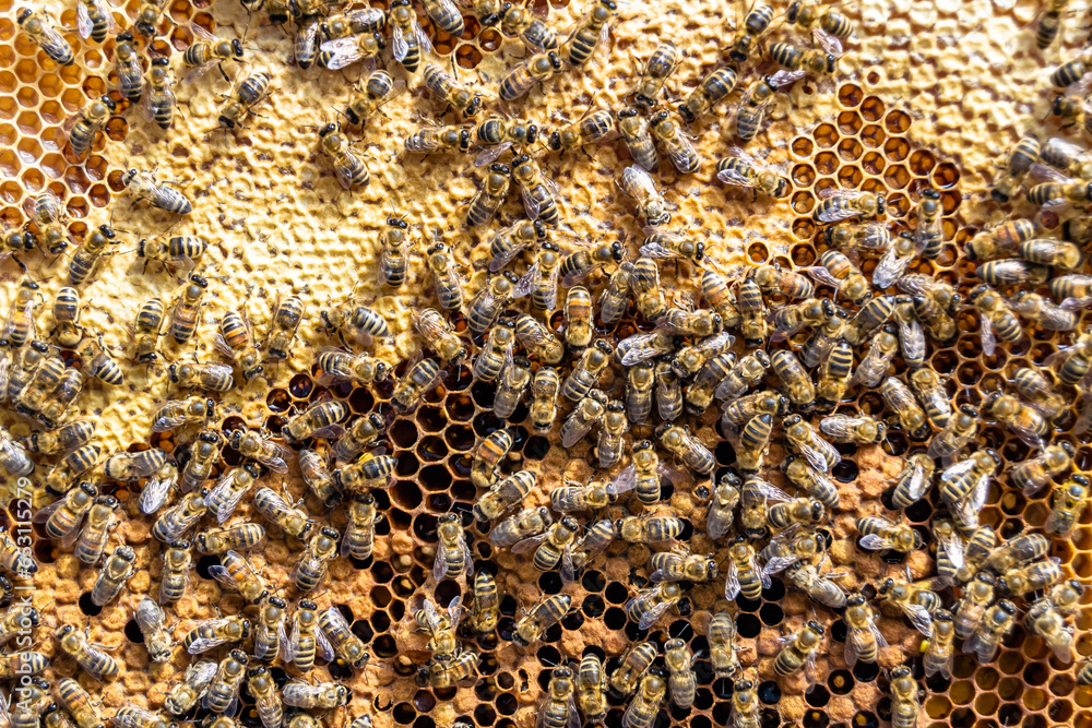 Abstract hexagon structure is honeycomb from bee hive filled Abstract hexagon structure is honeycomb from bee hive filled