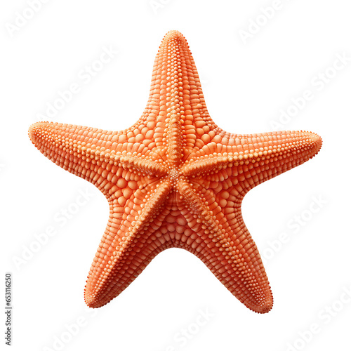 Starfish Specimen Isolated on Transparent or White Background, PNG
