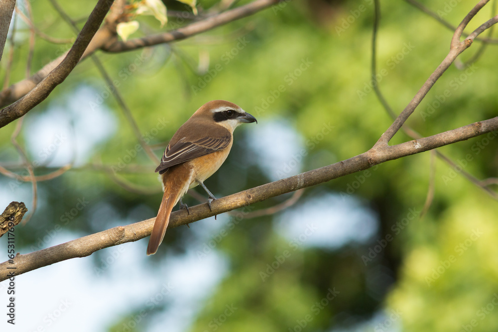 Bird Bird