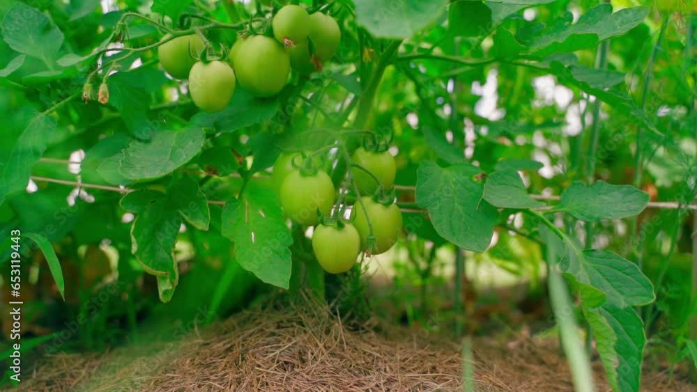 Green tomatoes hanging on a plantation, close-up Green tomatoes hanging on a plantation, close-up