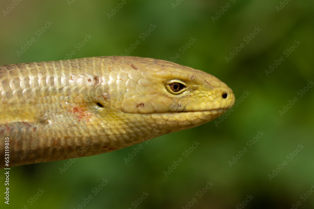 European Glass Lizard (Pseudopus apodus) close up photography European Glass Lizard (Pseudopus apodus) close up photography