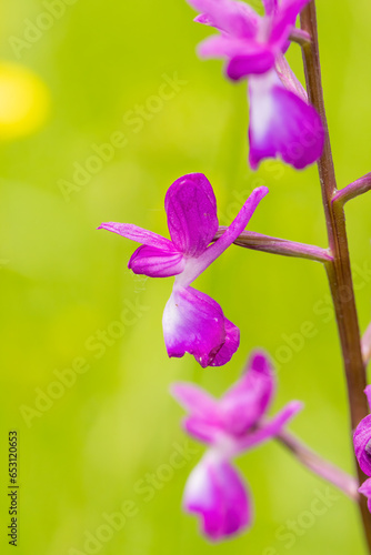 Loose-flowered Orchid  Orchis laxiflora  in natural habitat