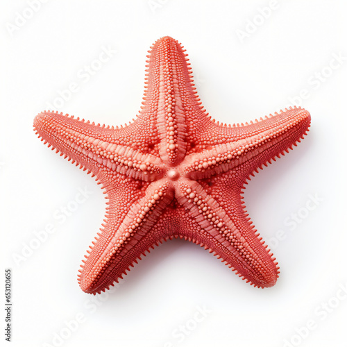 Echinoderm isolated on white background