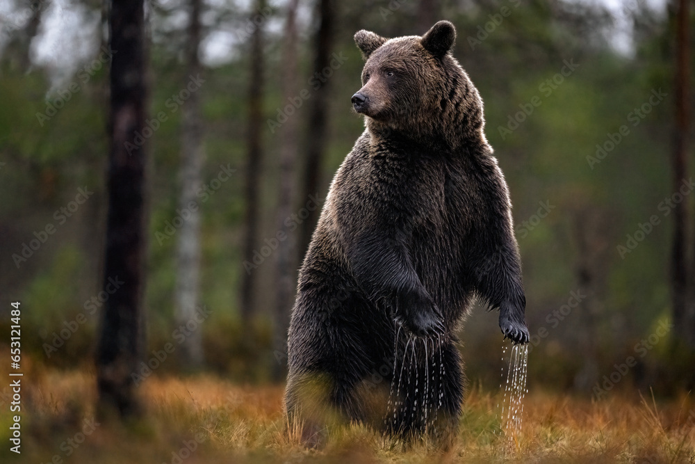 Brown bear standing in the bog with forest background - obrazy, fototapety, plakaty 