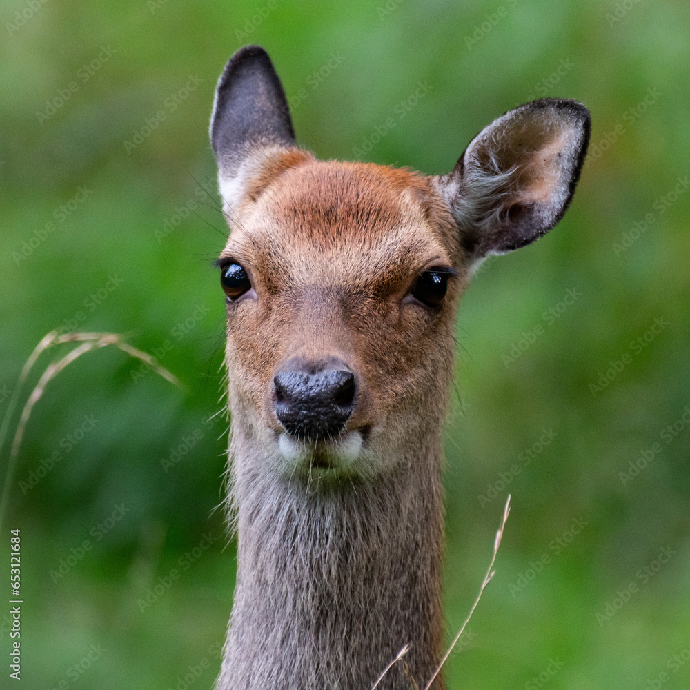 Cute Deer Face