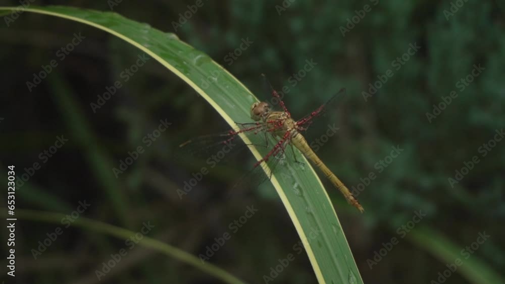 Insects in the wild. Red dragonfly on a branch