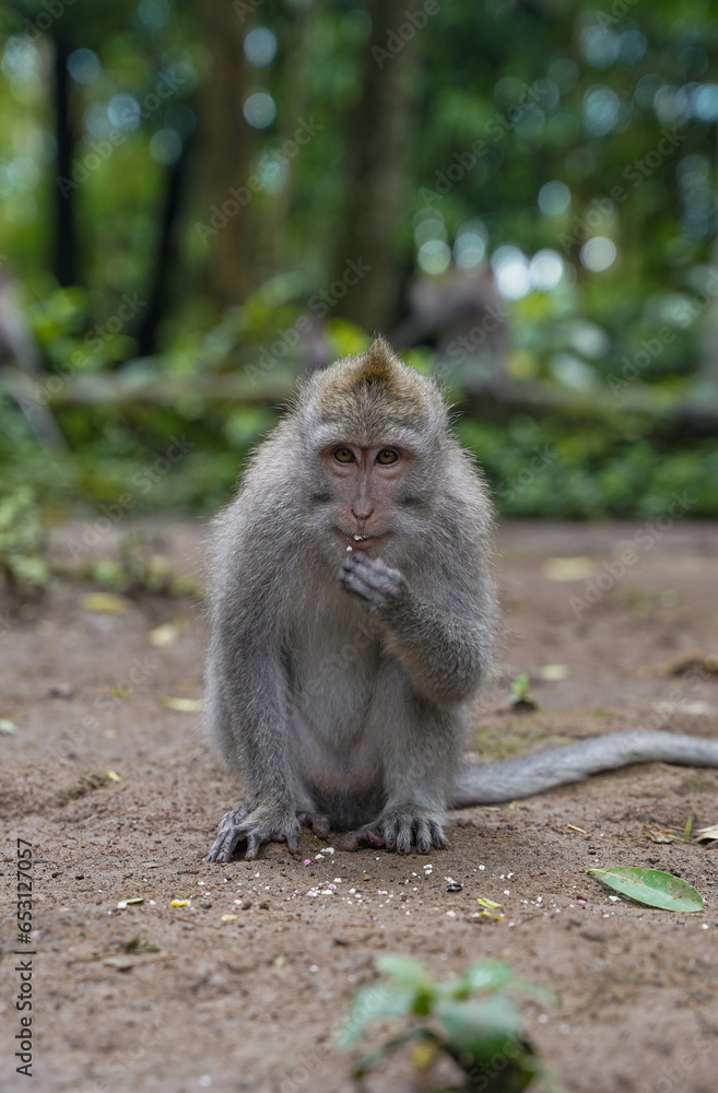 Money close-up south east Asia Bali Indonesia monkey forest park