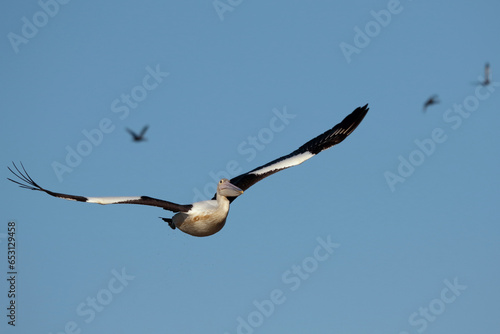 Australian Pelican in flight