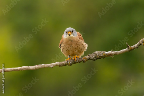 Male lesser kestrel brring different food (insects, mice, voles) for baby in nest