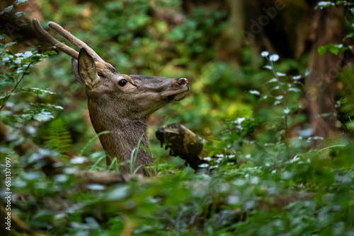 Funny Animals - Surprised Deer © Konrad