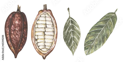 Wallpaper Mural Watercolor Red Cacao pod and leaves illustration set, cocoa beans clipart, chocolate Torontodigital.ca