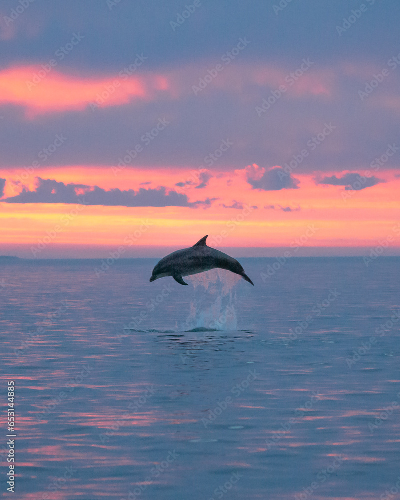 beautiful dolphin breaching at sunset