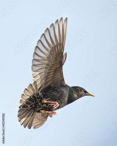 Foto common starling in flight