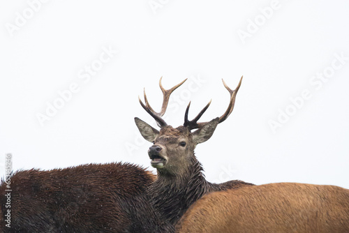 red deer stag, uk