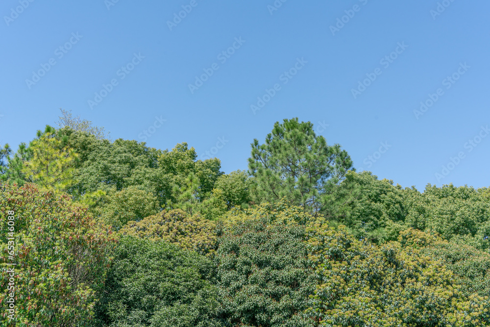 empty grassland and clear sky background in the park empty grassland and clear sky background in the park