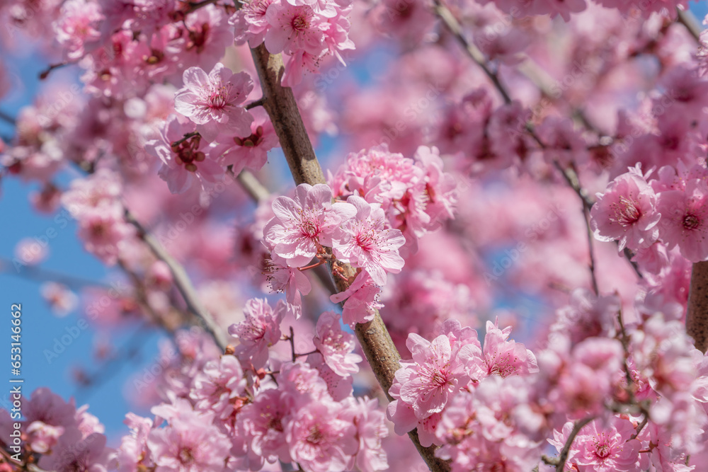 Flowers Blossoms Against Clear Blue Sky