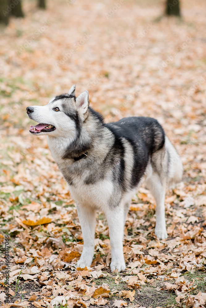 Vertical portrait of a Husky in the autumn forest. The dog is standing with his tongue hanging out, taking a break from a walk, and wants water. Traveling out of town with pets. Outdoor training