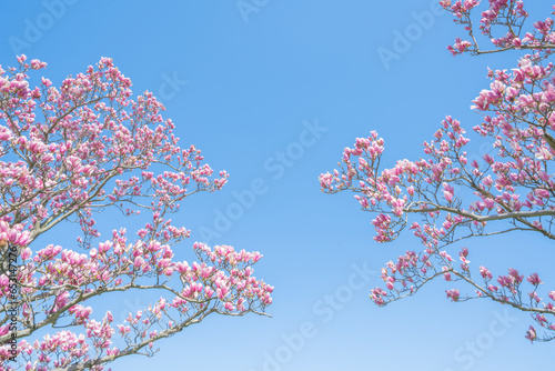 Flowers Blossoms Against Clear Blue Sky