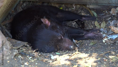 Tasmanian devil (sarcophilus harrisii) spotted lying down on the ground, resting and sleeping under the shade in captivity in wildlife enclosure, conservation park, close up shot. photo