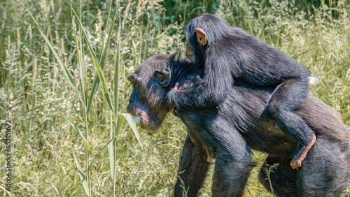 Portrait of an old mother chimpanzee with her baby carryng on her back in tall grass, closeup, details. Concept biodiversity, animal care, maternity and wildlife conservation. photo