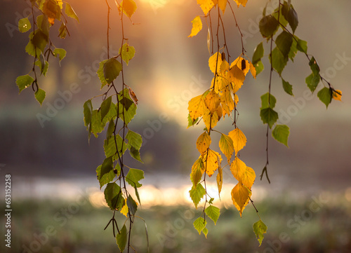 Wschód słońca wśród jesiennych liści brzozy .