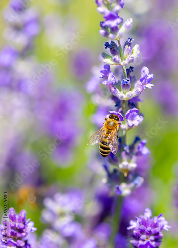 Spring lavender flowers under sunlight. Bees pollinate flowers and collect pollen. Lavender honey. Beautiful landscape of nature with a panoramic view. Hi spring. long banner