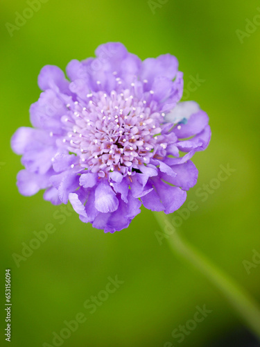 Scabiosa columbaria 'Butterfly blue'